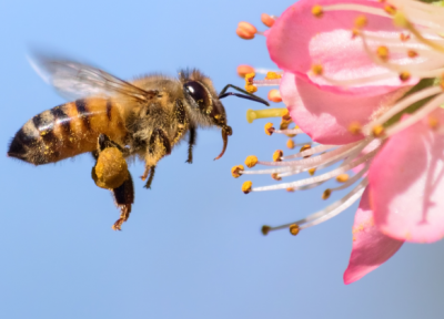 زنبورها آزمون ریاضی حل می نمایند