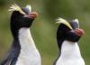 پشت رفتار عجیب پنگوئن های نیوزلند چه رازی نهفته است؟